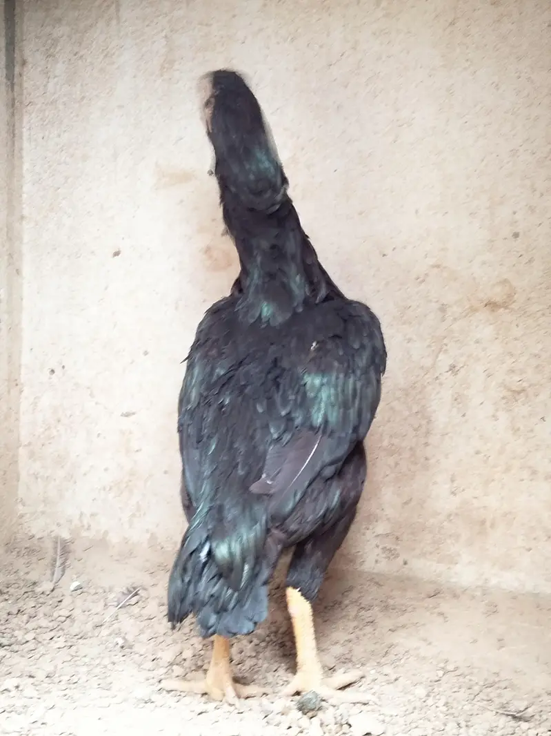 Pure black shamo Thai cross female — photo 5