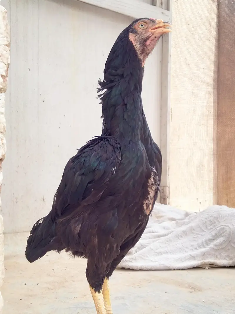 Pure black shamo Thai cross female — photo 6