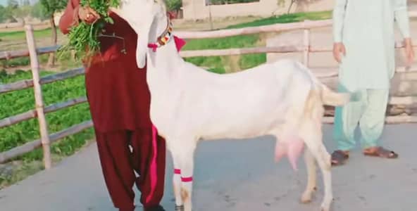 3 Bacchon Ka Sath Rajanpuri Gulabi Bakri For Sale Urgent _03228068296