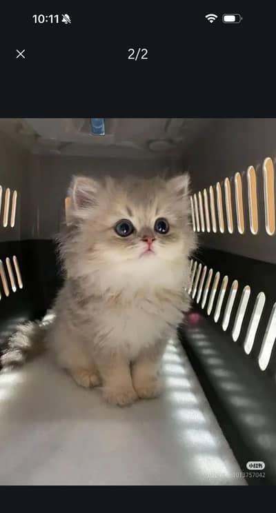 Persian kittens