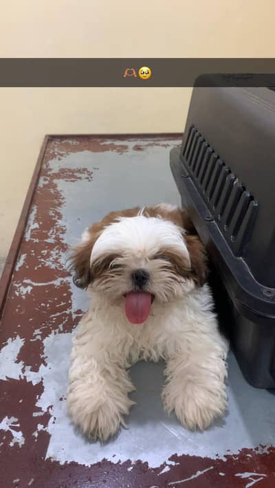 ShihTzu Puppy