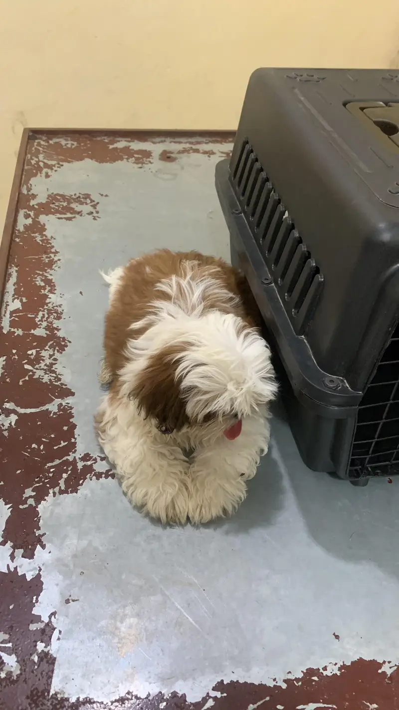 ShihTzu Puppy — photo 2