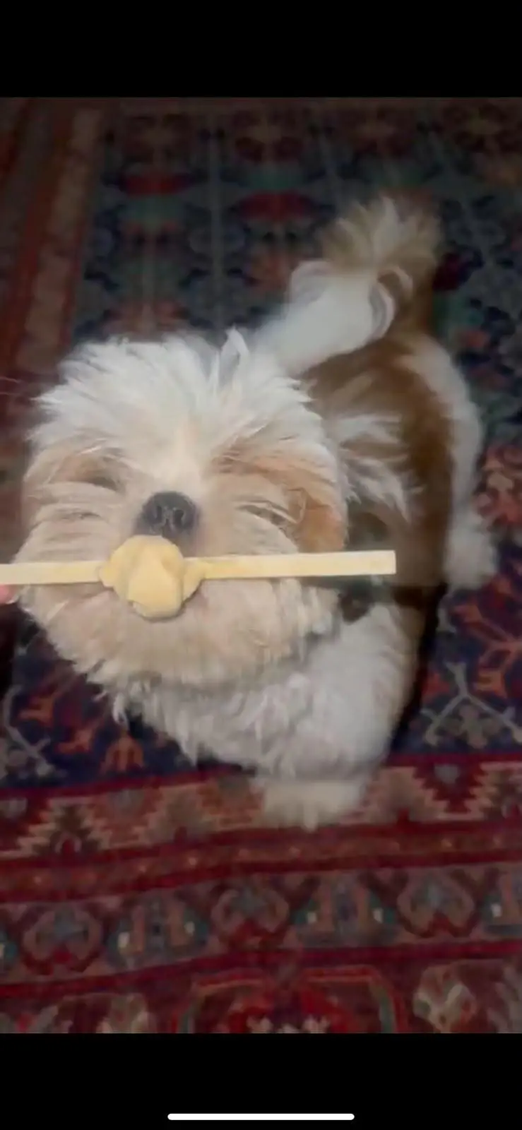 ShihTzu Puppy — photo 3