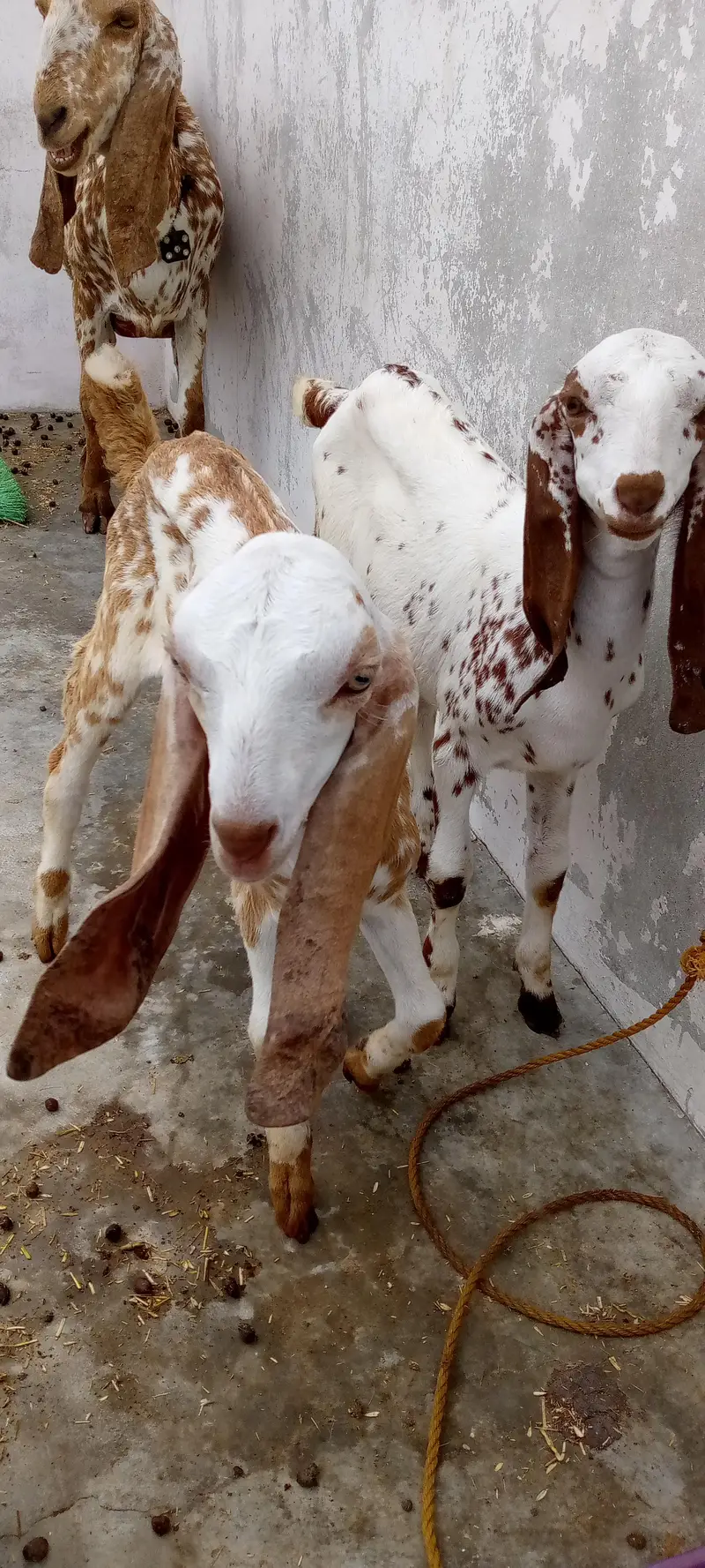 Makka cheeni — photo 2