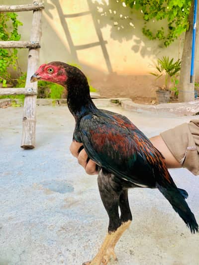 aseel pure miawali birds 1 male 1 female