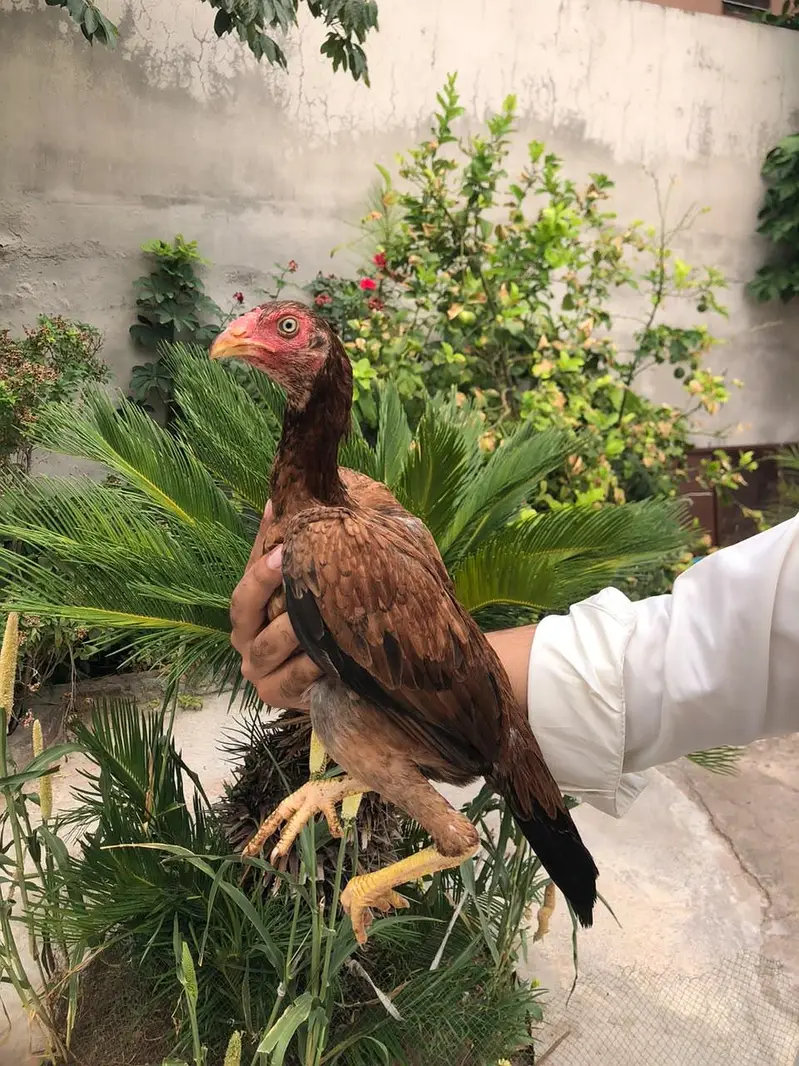 aseel pure miawali birds 1 male 1 female — photo 2