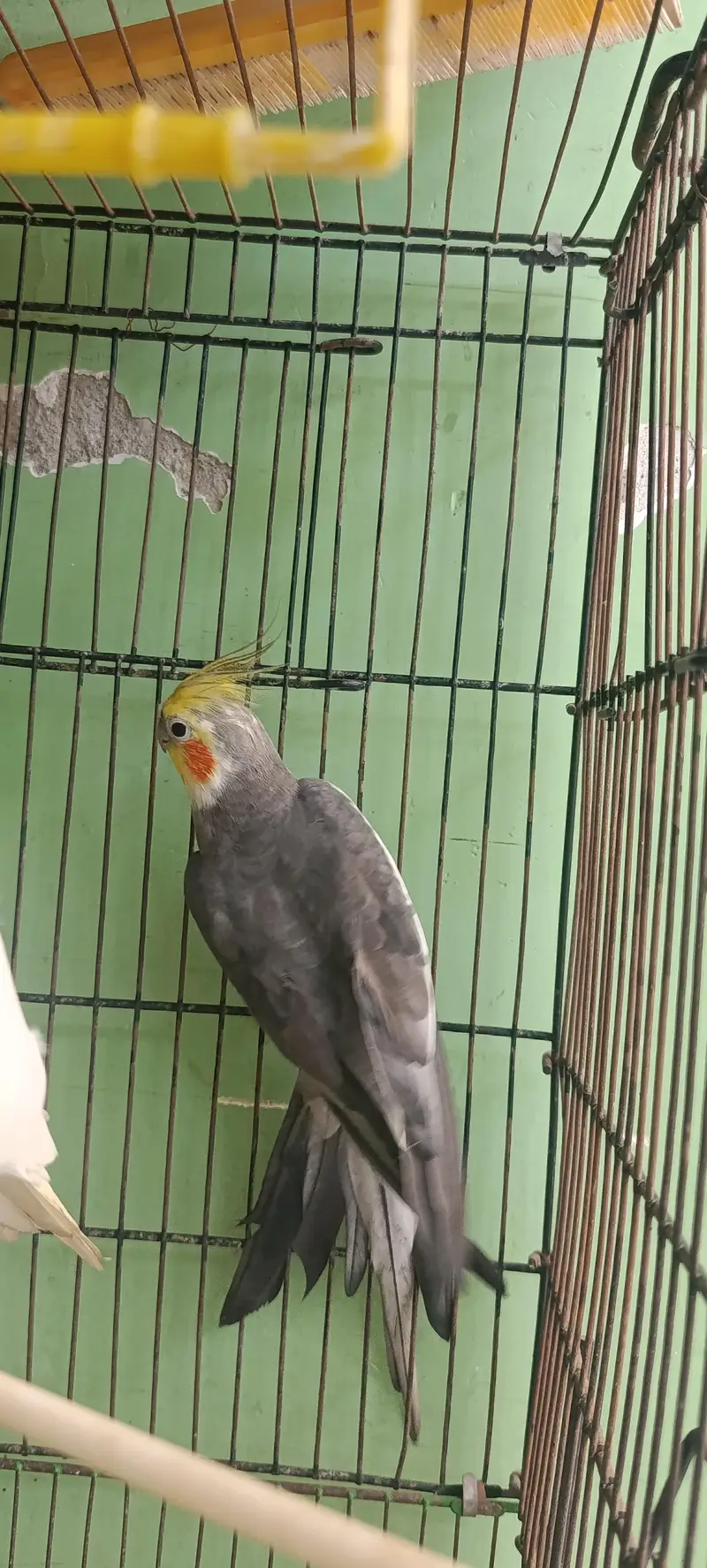 Cocktail Parrot — photo 2