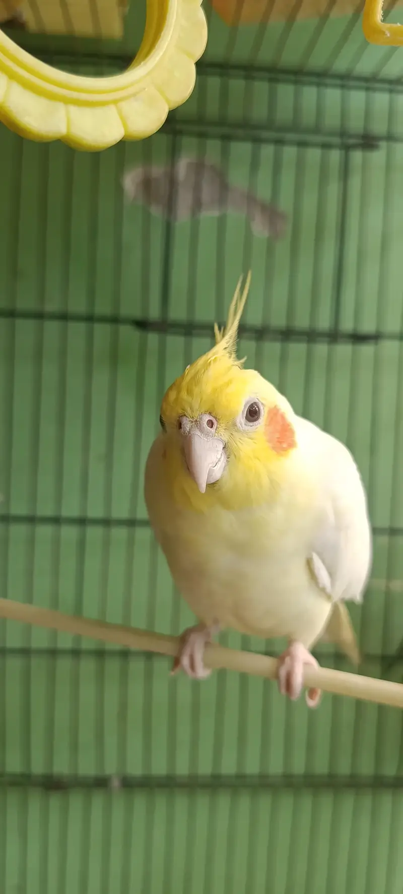 Cocktail Parrot — photo 3