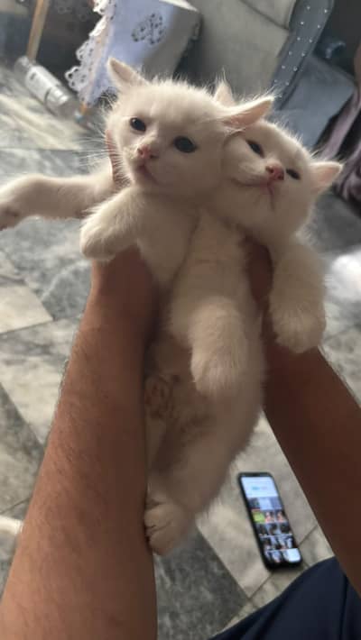 pure Persian kitten available for sale