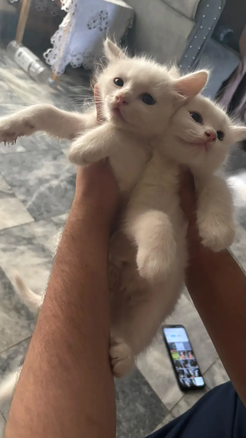 pure Persian kitten available for sale — photo 2