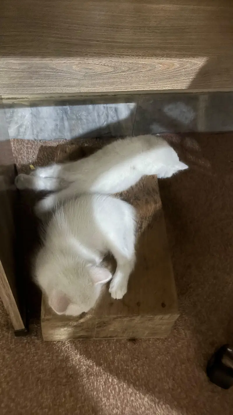 pure Persian kitten available for sale — photo 3