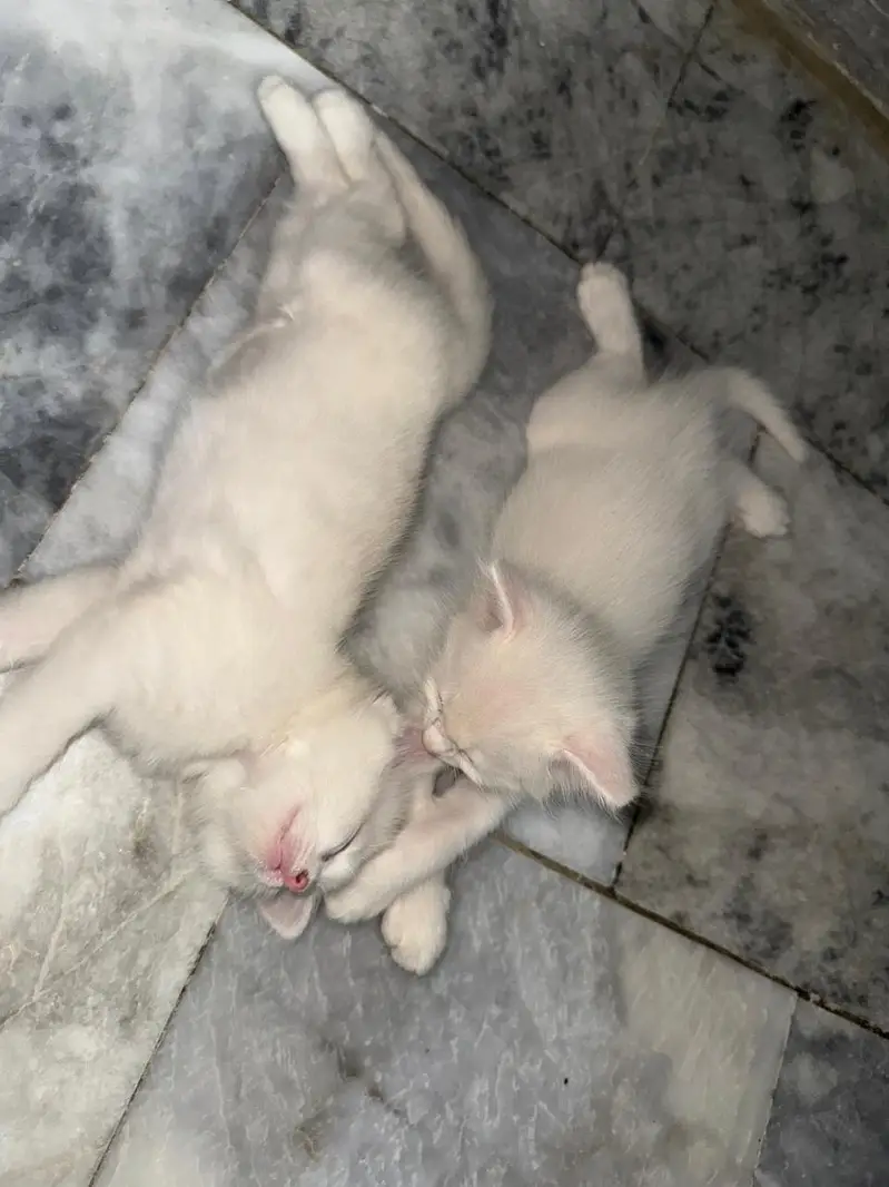 pure Persian kitten available for sale — photo 4