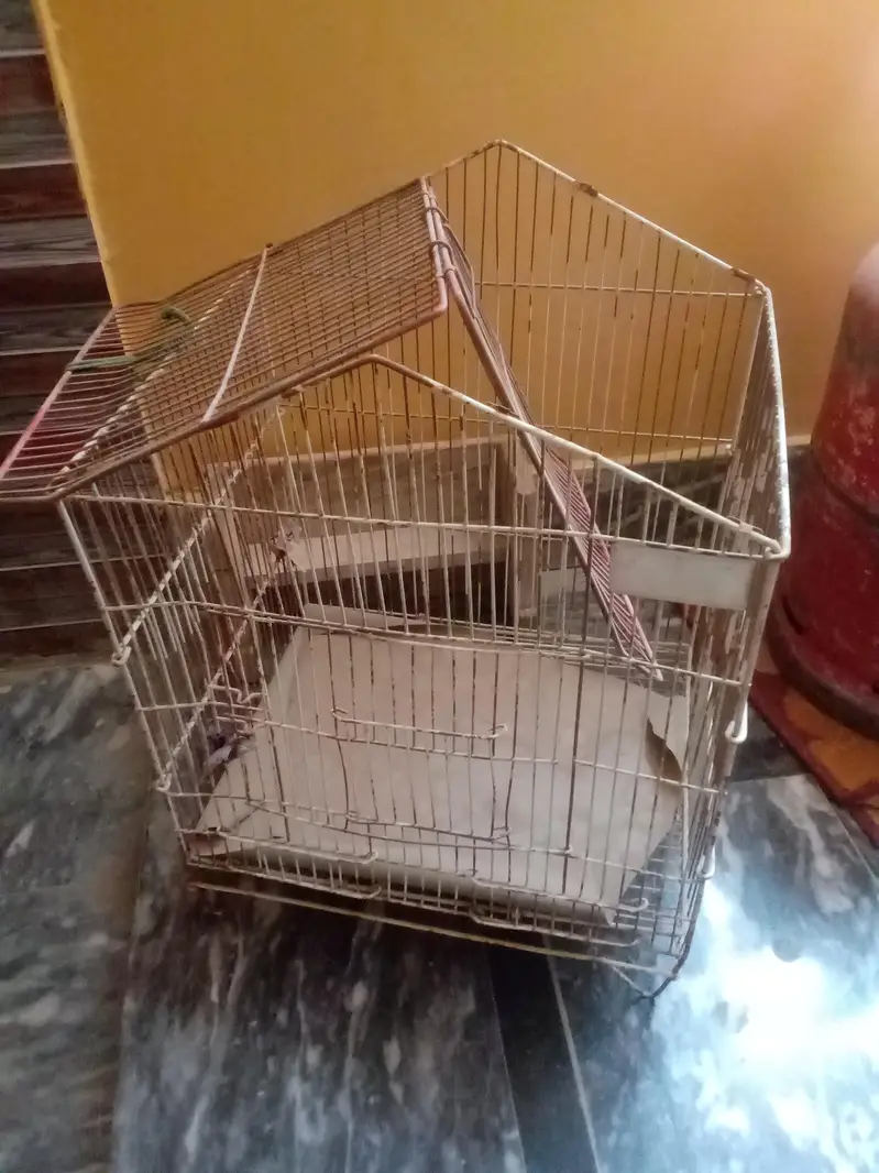 Bird Cage