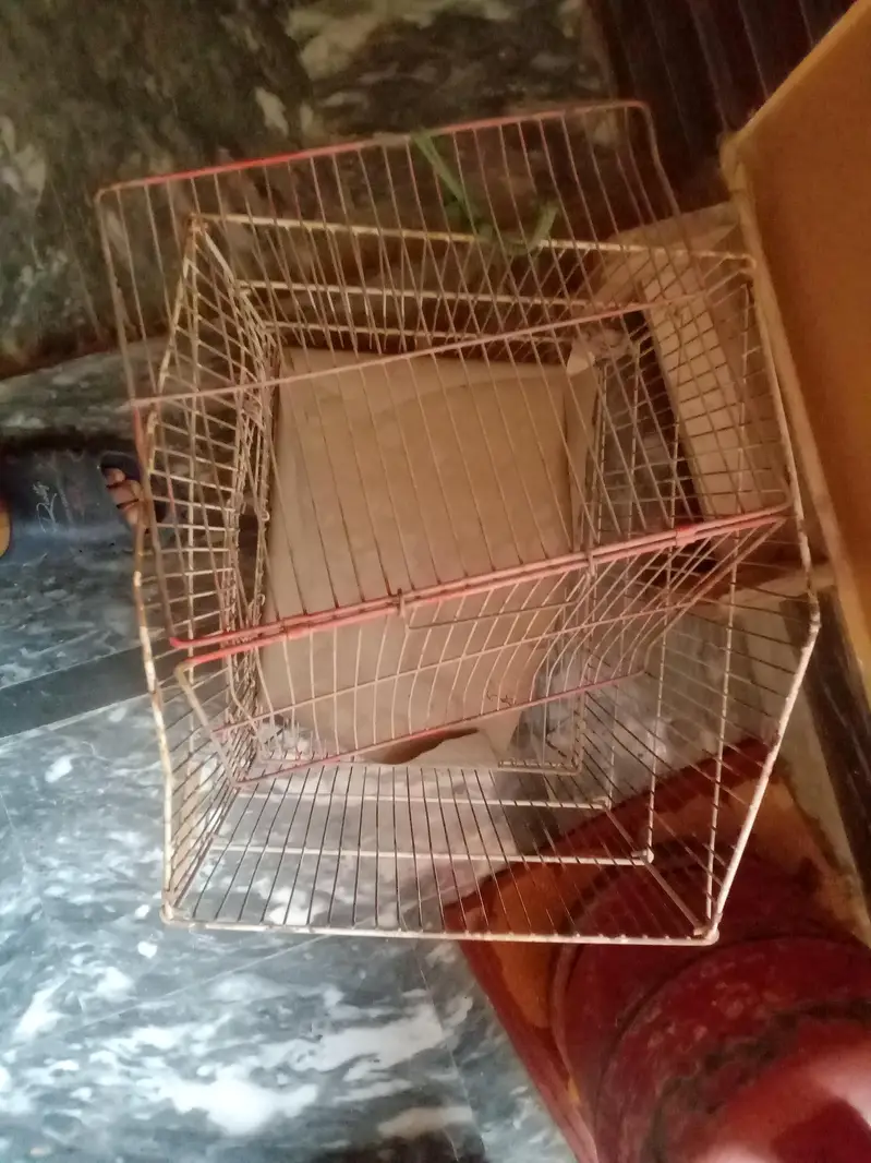 Bird Cage — photo 2