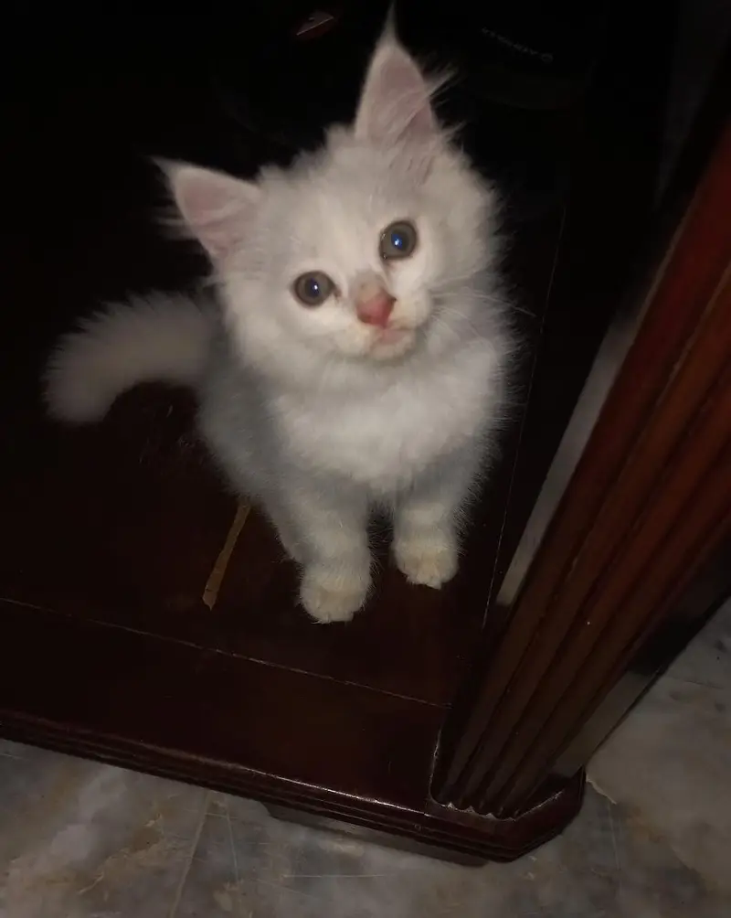 Persian Kittens |White persian Kittens |Triple Coated Kittens For Sale — photo 2