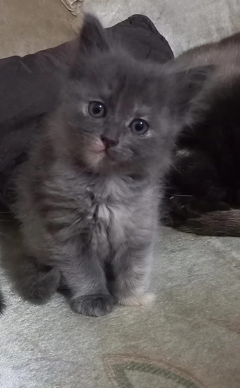 Persian Kittens |White persian Kittens |Triple Coated Kittens For Sale — photo 3