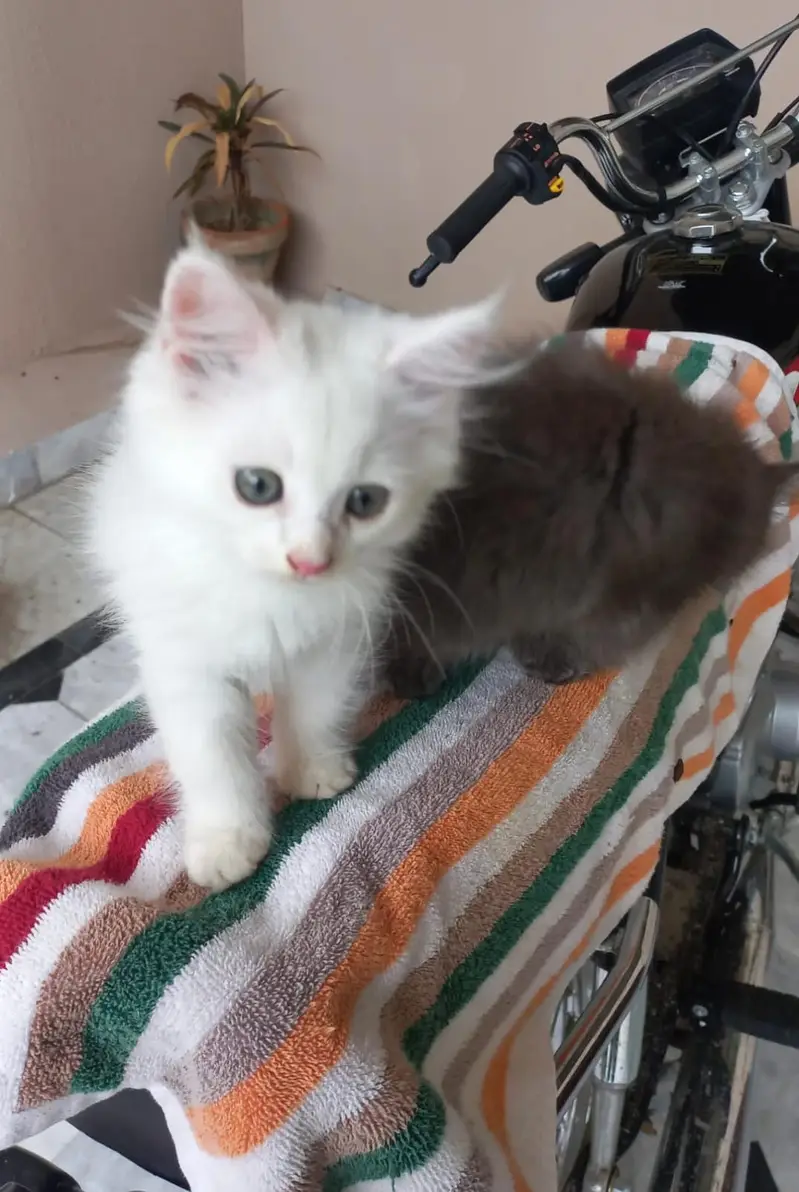 Persian Kittens |White persian Kittens |Triple Coated Kittens For Sale — photo 4