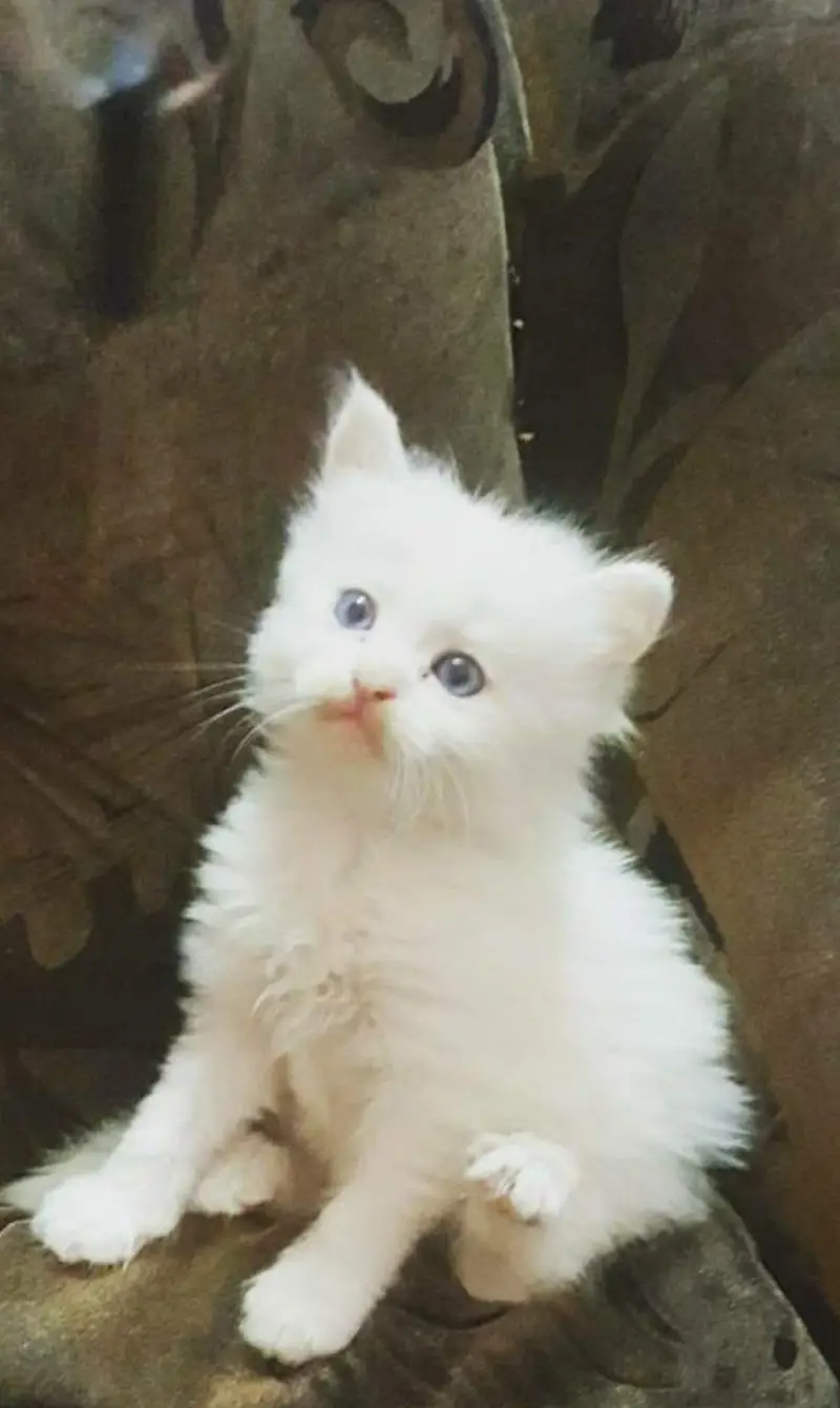 Persian Kittens |White persian Kittens |Triple Coated Kittens For Sale — photo 6