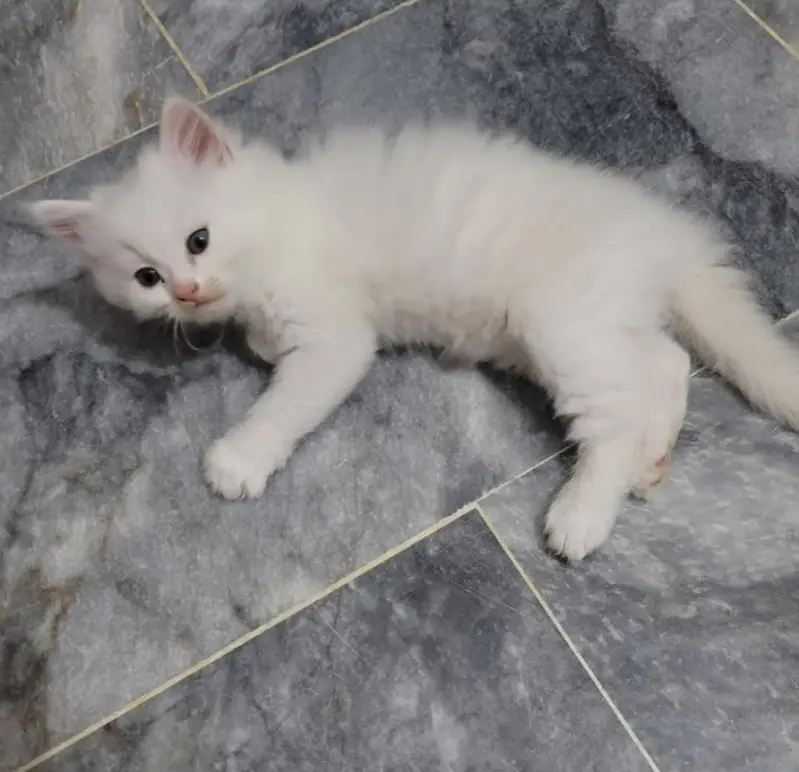 Persian Kittens |White persian Kittens |Triple Coated Kittens For Sale — photo 7