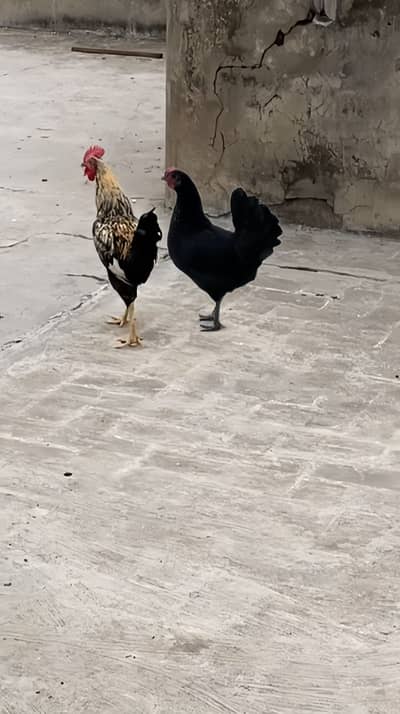 Egg laying pure Astrolop Pair
