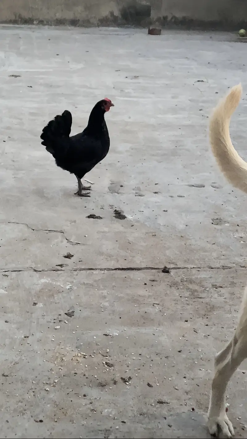 Egg laying pure Astrolop Pair — photo 2