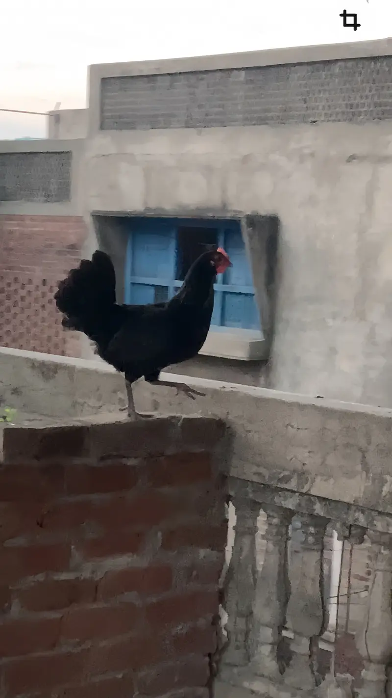 Egg laying pure Astrolop Pair — photo 5