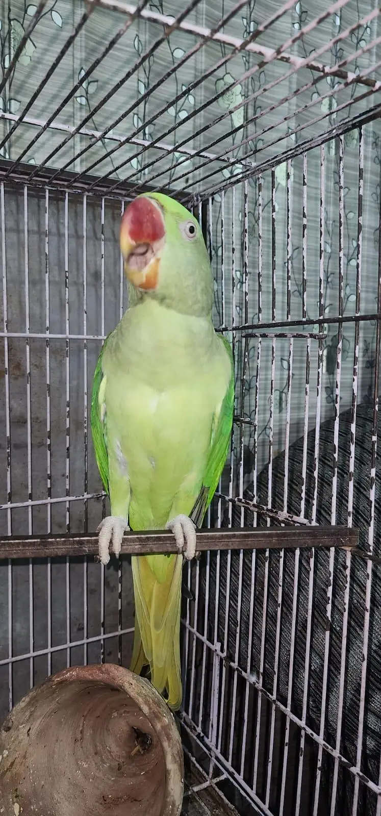 RAW FEMALE — photo 2
