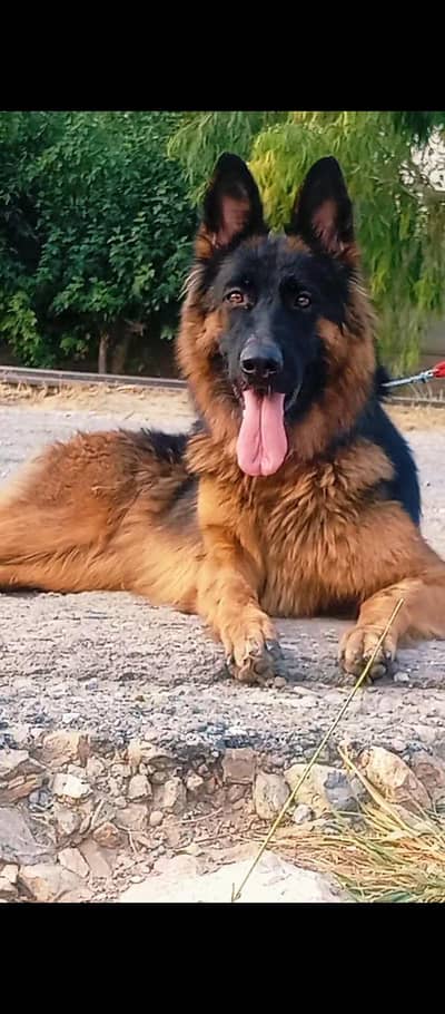 German shepherd long coat female | GSD Dog_ german dog
