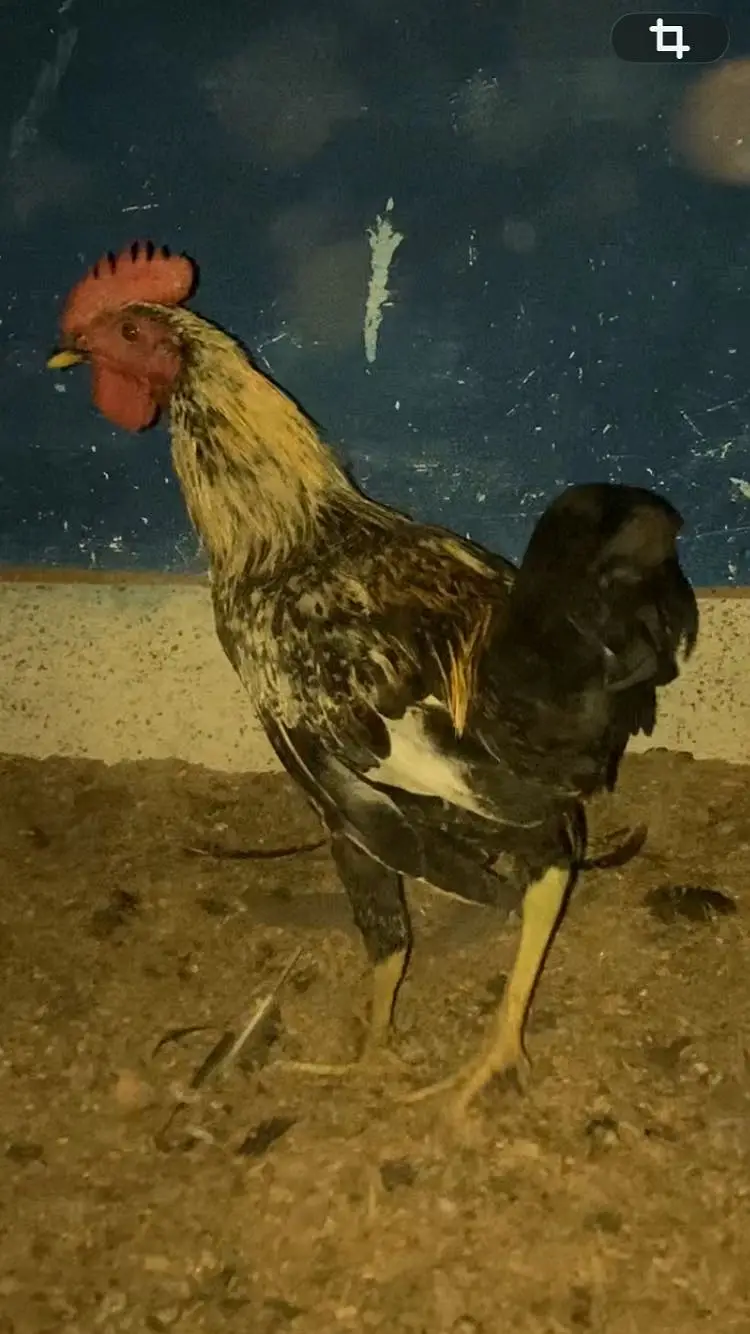 Egg laying pure Astrolop Pair — photo 6