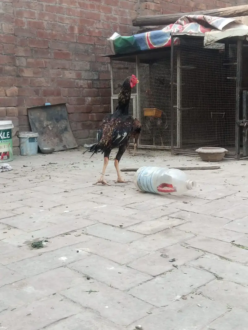 aseel murghian for sale — photo 12