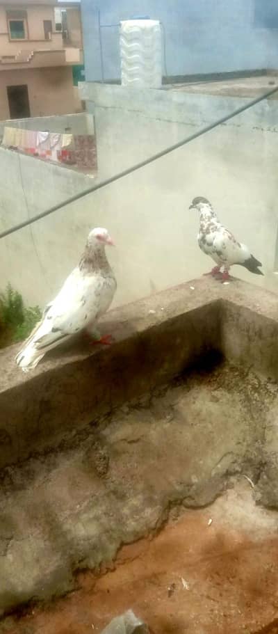 pair sale
