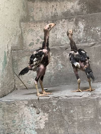 Mushky chicks for sale