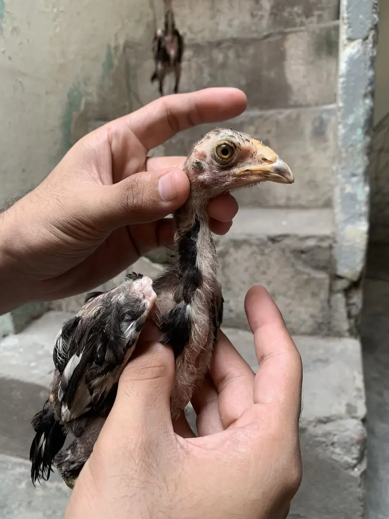 Mushky chicks for sale — photo 2