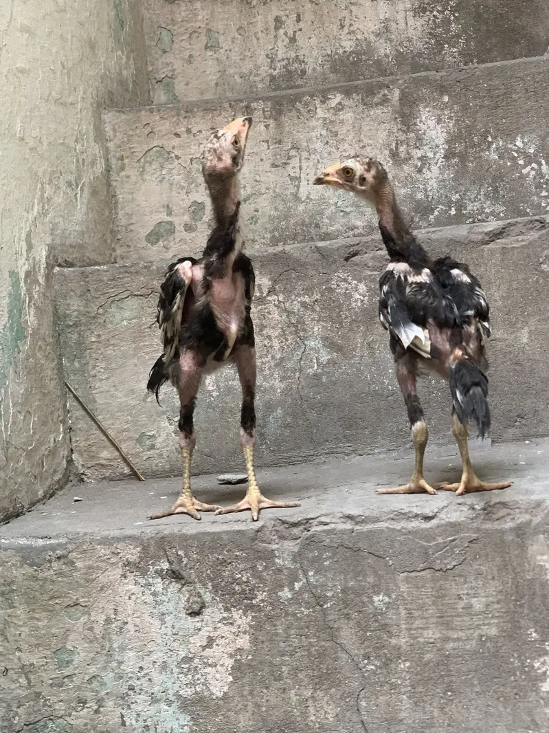 Mushky chicks for sale — photo 4