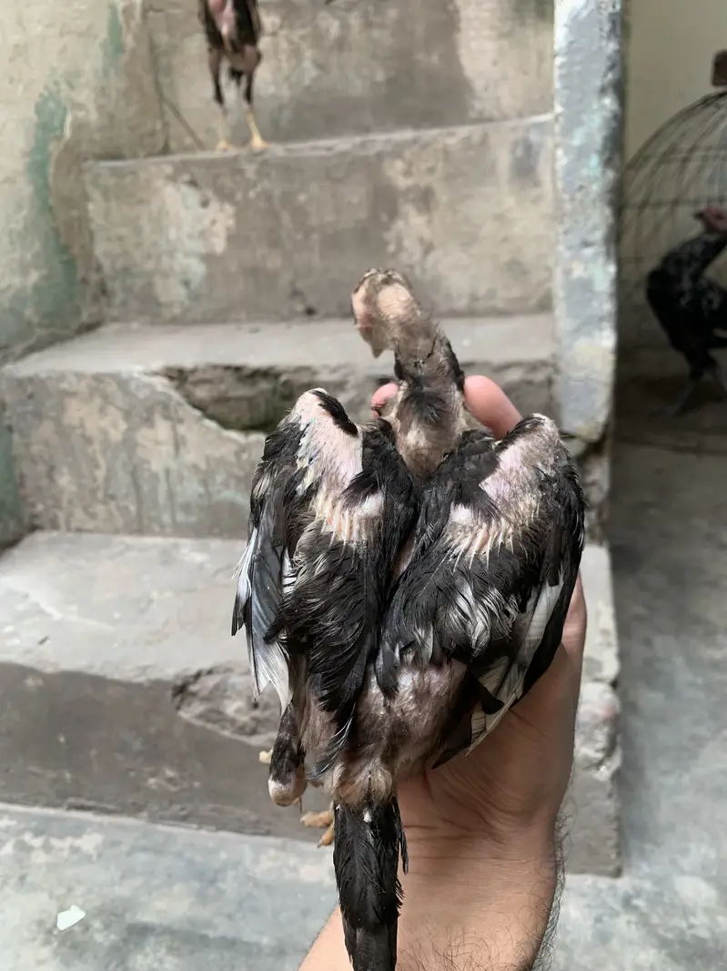 Mushky chicks for sale — photo 5