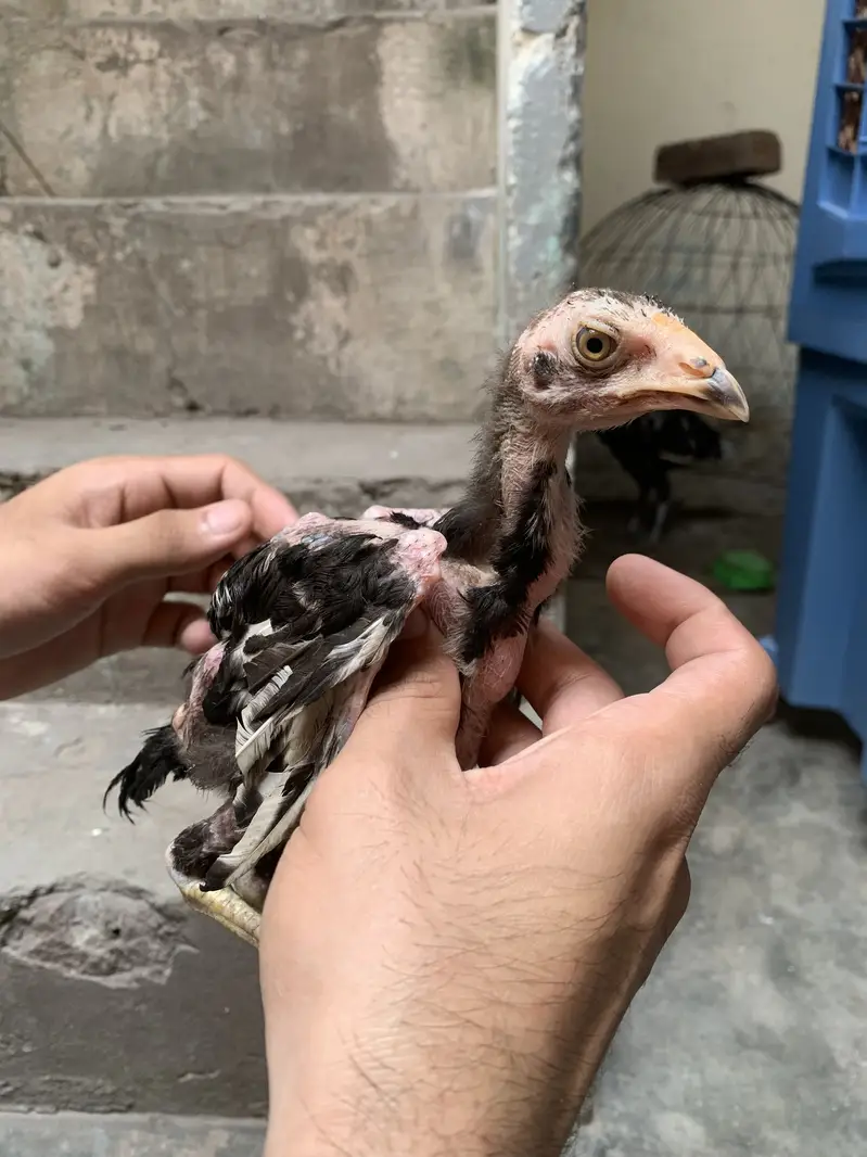 Mushky chicks for sale — photo 7