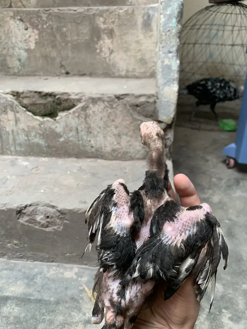 Mushky chicks for sale — photo 8