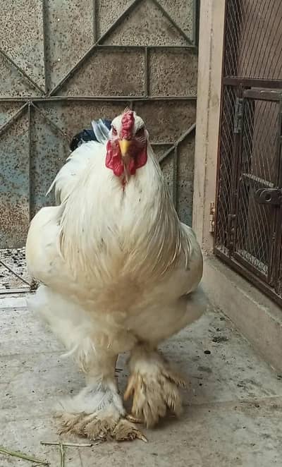 Light Brahma