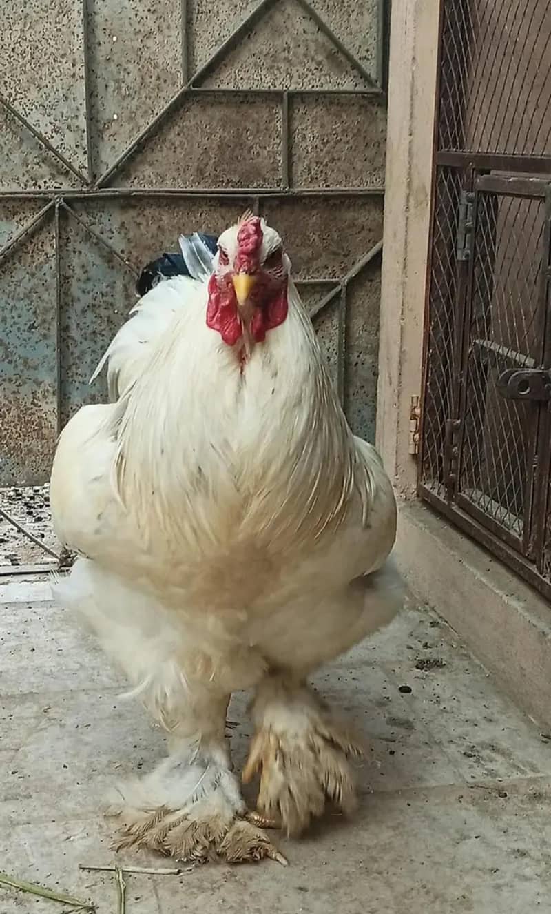 Light Brahma 0