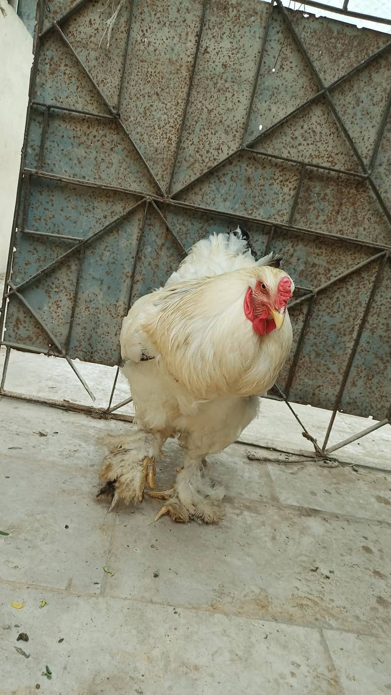 Light Brahma 1