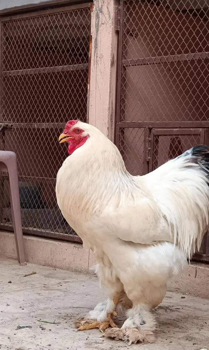 Light Brahma 2