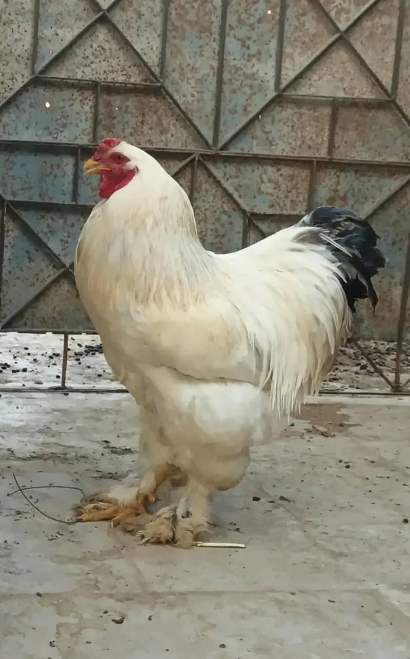 Light Brahma 3
