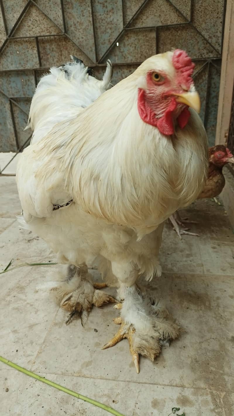 Light Brahma 4