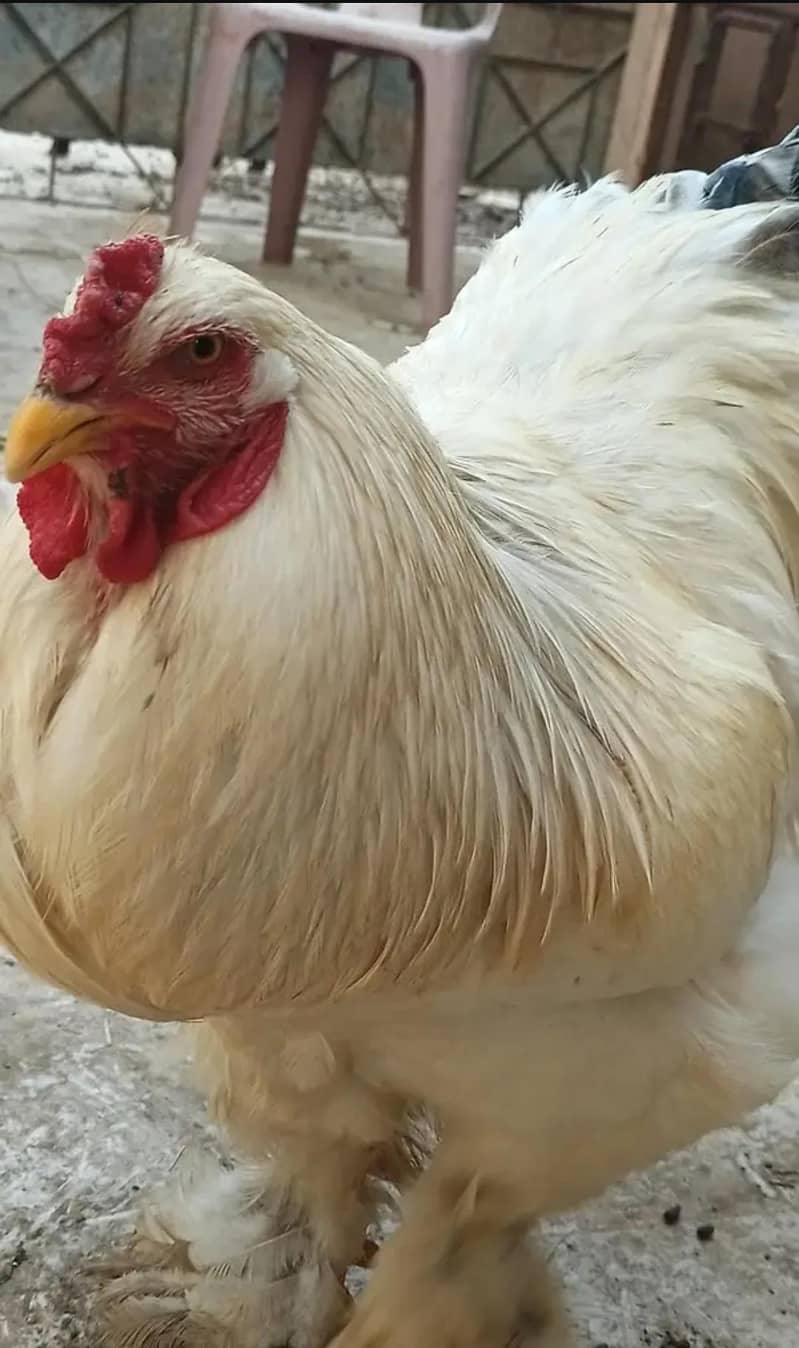 Light Brahma 5
