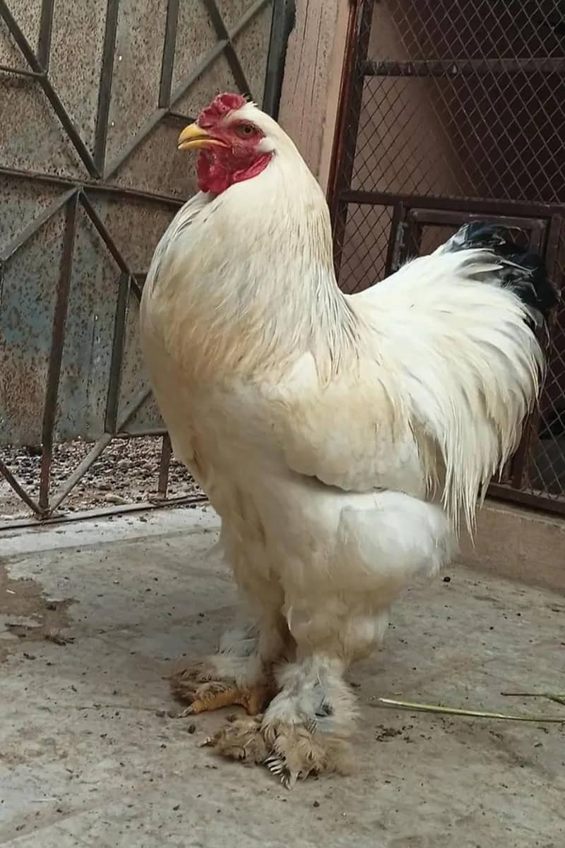 Light Brahma 6