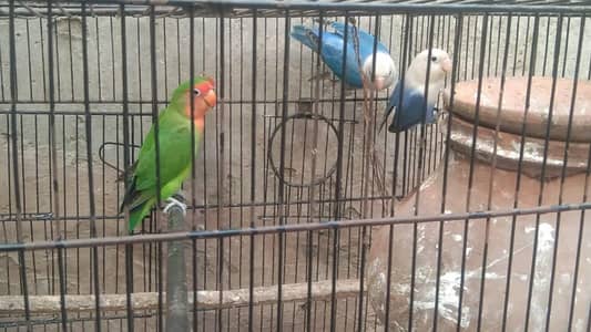 2 Breeder pairs for sale