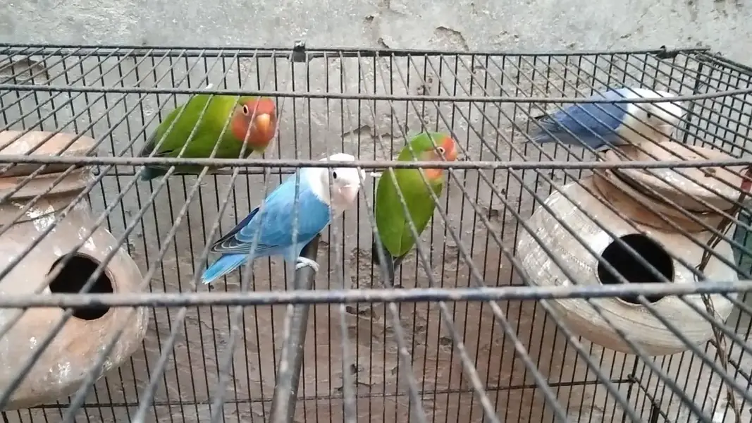 2 Breeder pairs for sale — photo 3