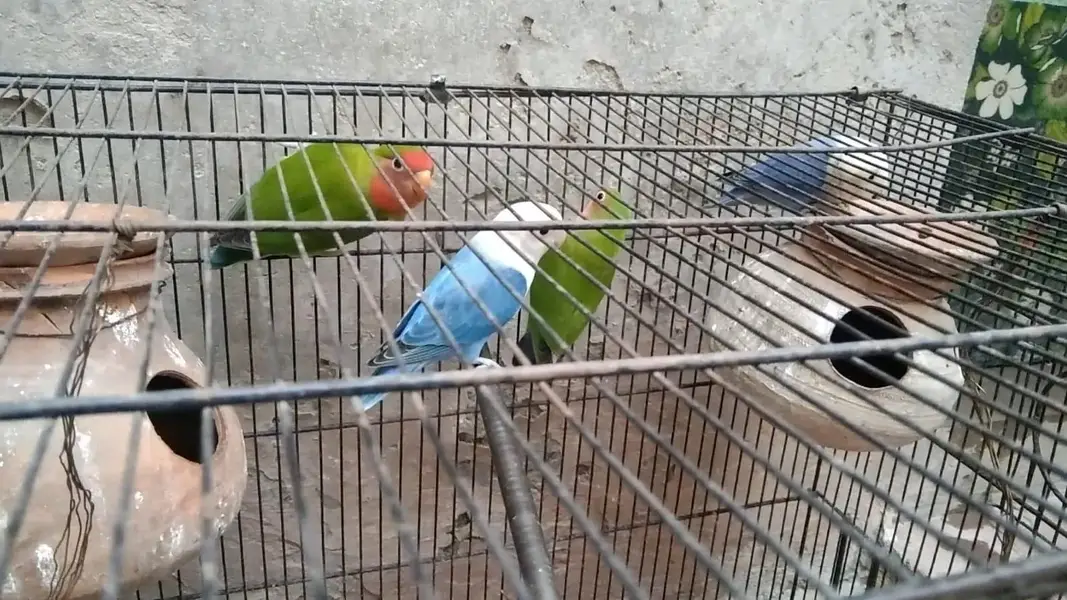 2 Breeder pairs for sale — photo 4