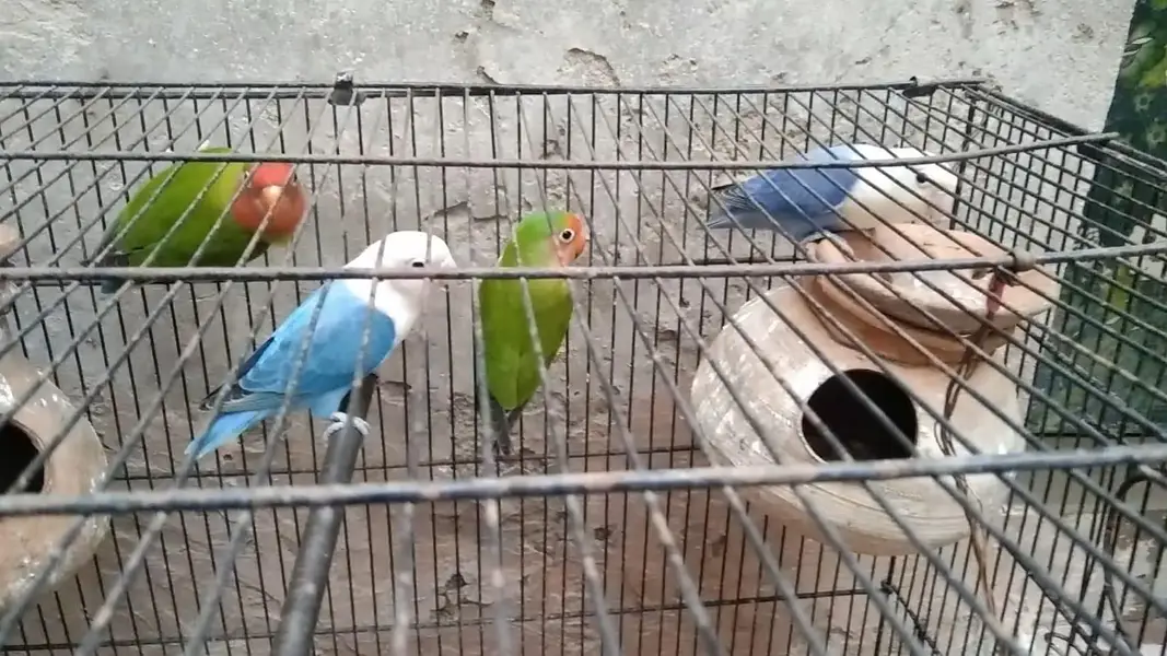 2 Breeder pairs for sale — photo 5