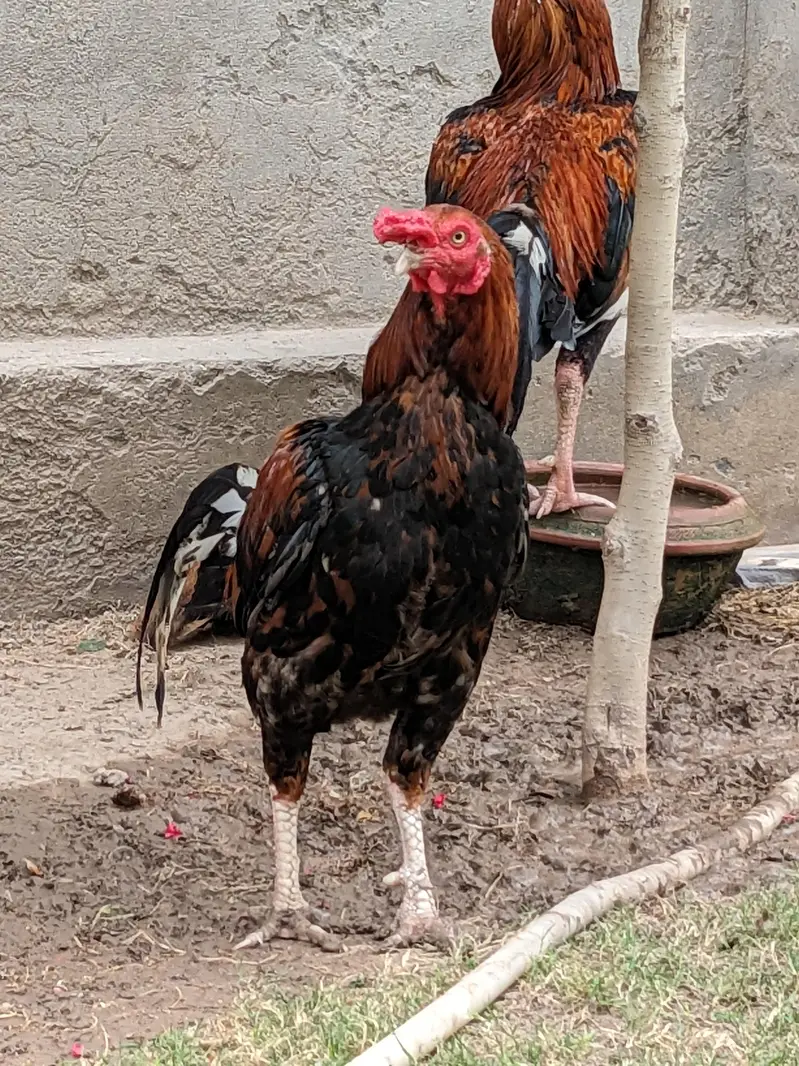 asile murga ha 1.5 year ka ha — photo 2